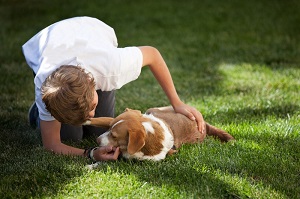Dog Training / Behavior Counseling