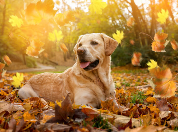 Fall Pet Care Tips for Dog and Cat Owners