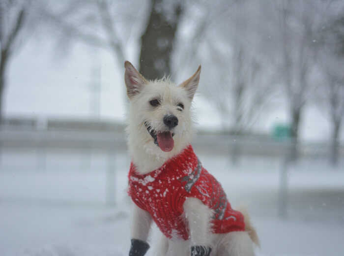 Winter Weather Pet Care Tips