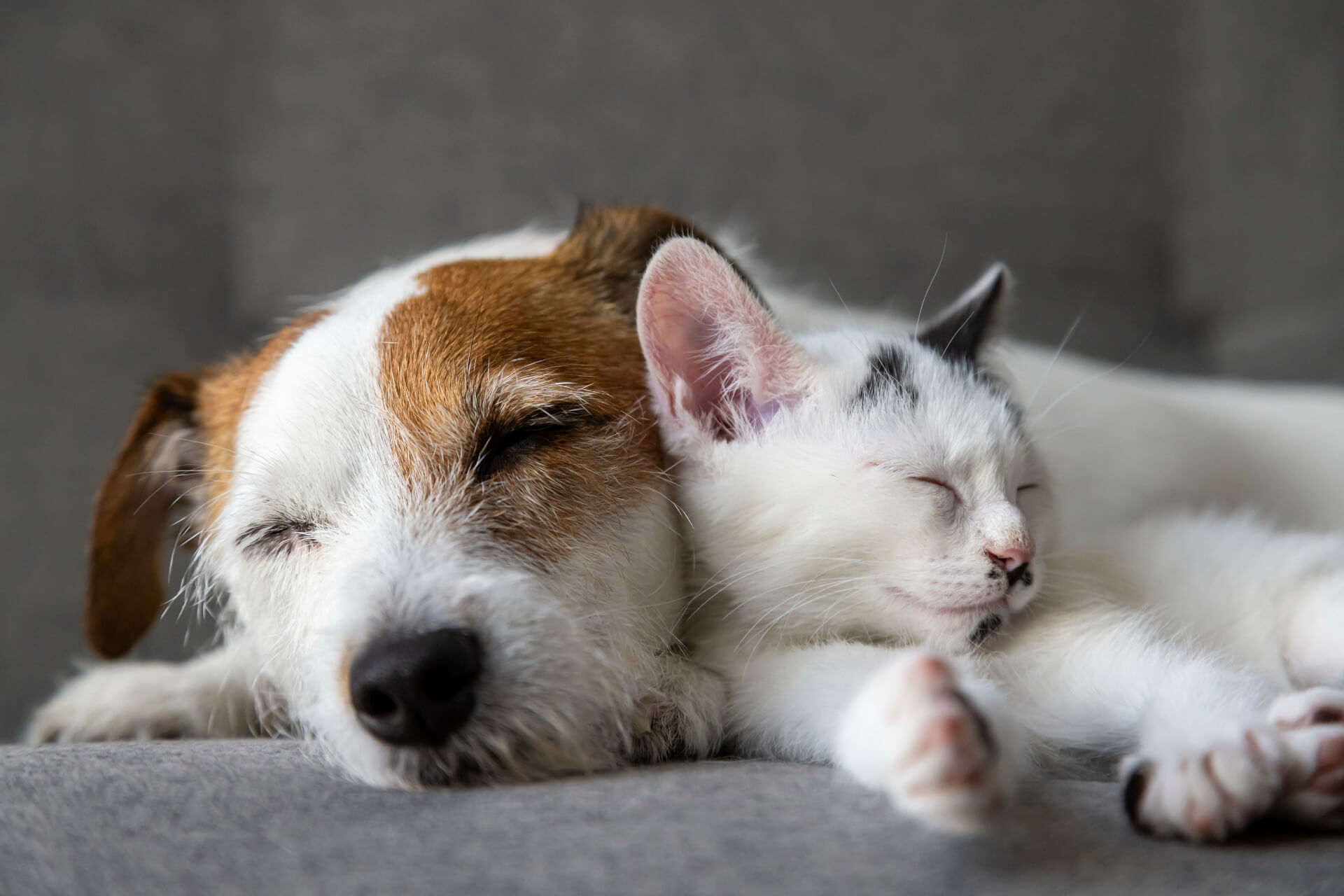 veterinary-hospital-in-colmar