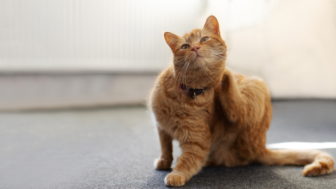 Cat scratching itself