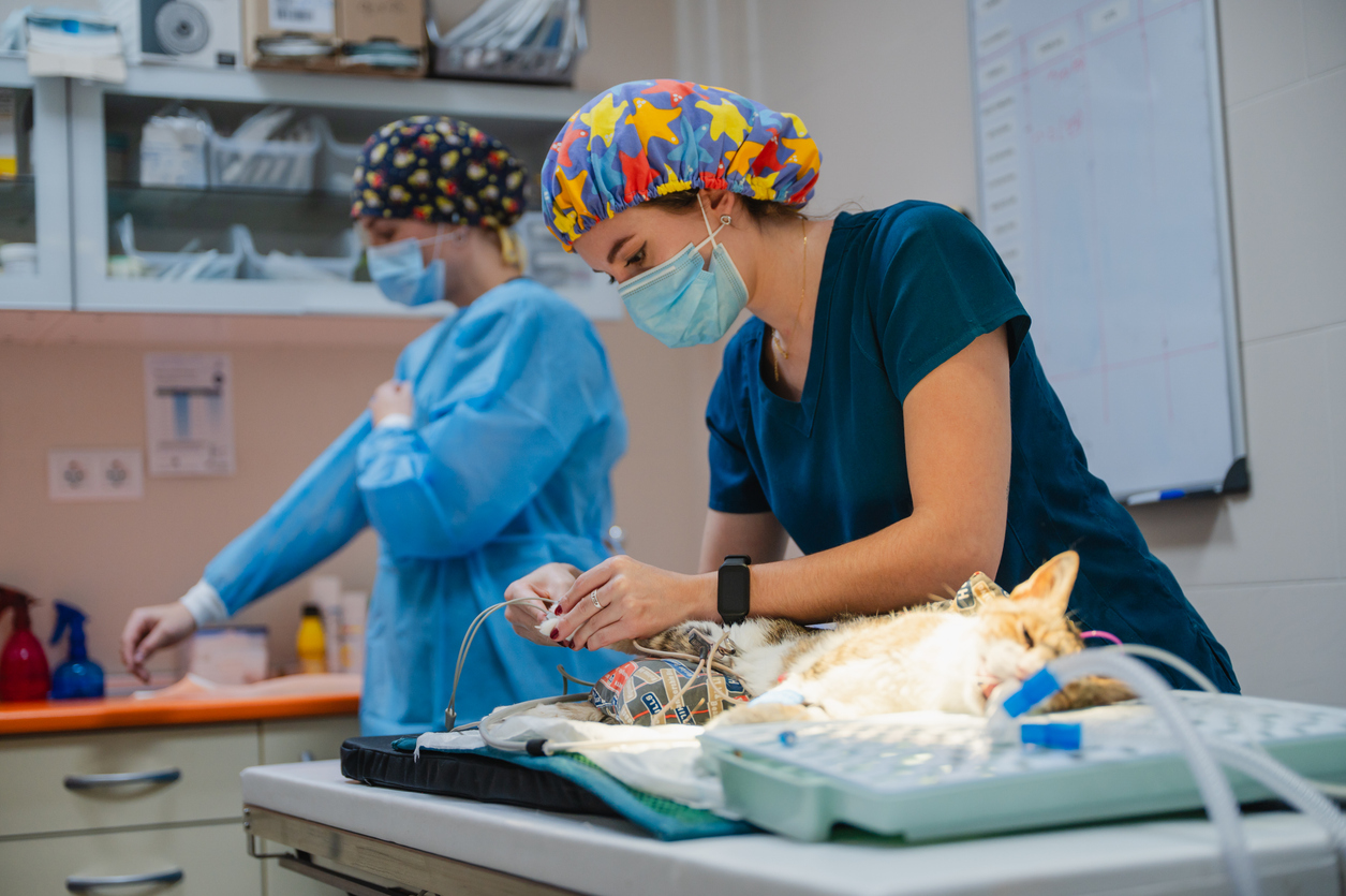 Cat under anesthesia