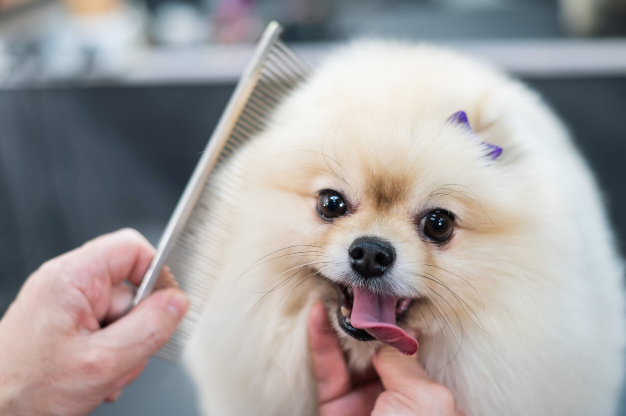 Pet grooming services for a dog at Colmar Veterinary Hospital in Colmar, Pennsylvania