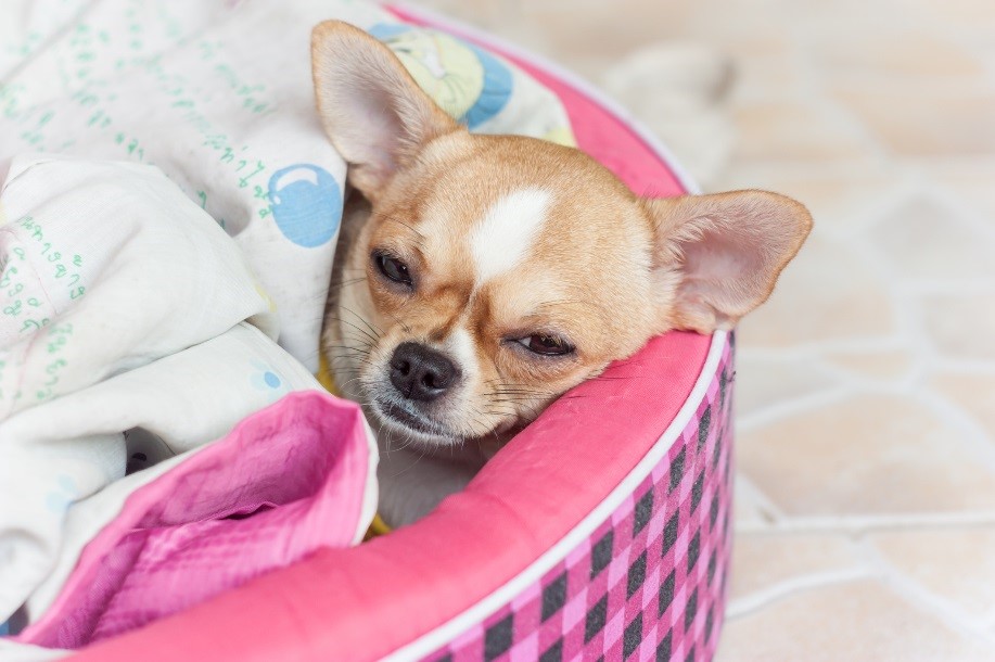 Pet hospice care for a resting dog at Colmar Veterinary Hospital in Colmar, Pennsylvania