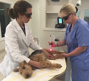 Veterinary laser therapy treatment on a dog at Colmar Veterinary Hospital in Colmar, Pennsylvania