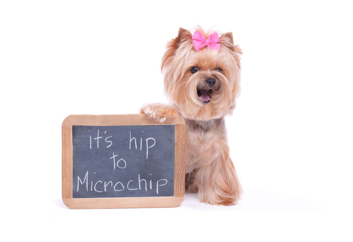 Pet microchipping services at Colmar Veterinary Hospital in Colmar, Pennsylvania