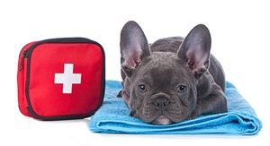 Urgent care services for pets at Colmar Veterinary Hospital in Colmar, Pennsylvania