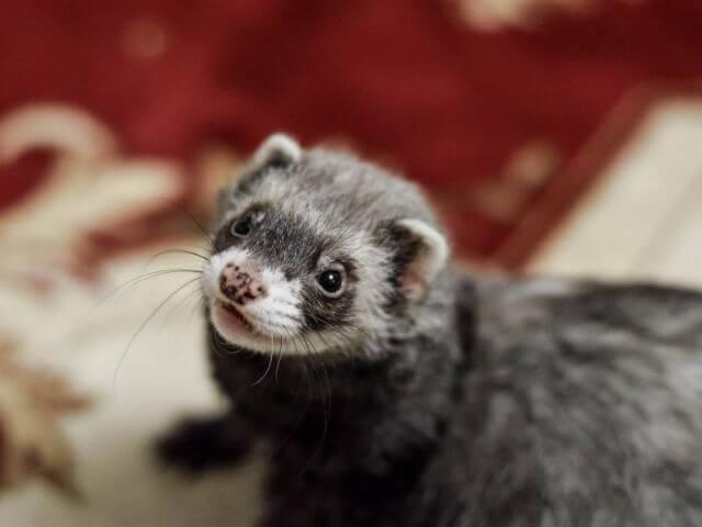 Ferret Looking up